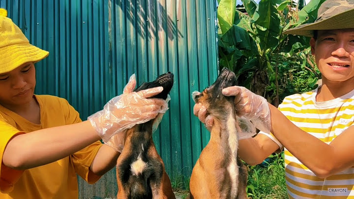 Bán chó lai giống to ở thanh hóa