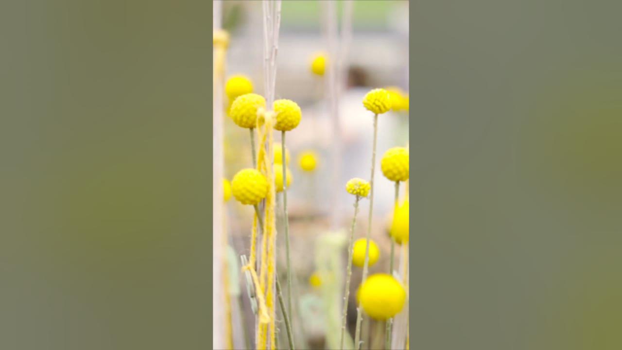 Pflanzen Breuer Sankt Augustin Sommer in der Baumschule YouTube