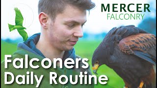 A Day In The Life Of A FALCONER | falconry training | flying a bird of prey | flying an owl