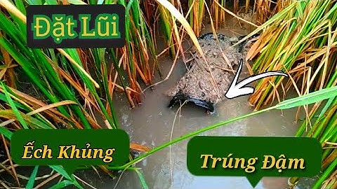 Trúng Khủng Mấy Cái Lợp Ếch Đặt Lũi Trong Lúa Mồi Cá Rô Sống