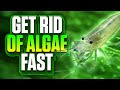 3 Of The Best Algae Eaters For Your Aquarium! (How To Get Rid Of Algae Fast)