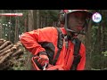 Japanese logger hones cutting-edge skillsーNHK WORLD-JAPAN NEWS