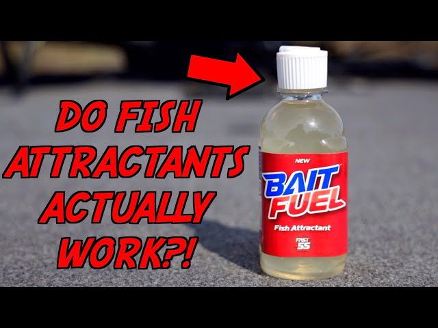 Do Fish Attractants Really CATCH MORE Fish?! 