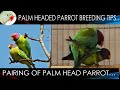 How to breed plum headed parrot| Breeding tips| Pairing|Food|Season.