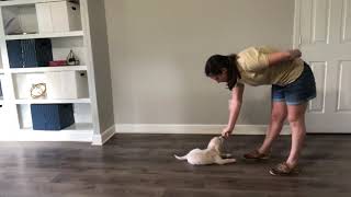 Teach Your Dog 'Down' by Peach on a Leash Dog Training & Behavior Services 340 views 2 years ago 3 minutes, 44 seconds