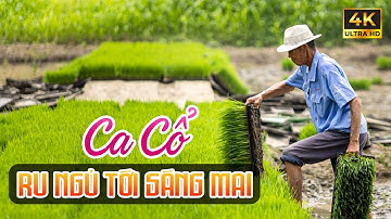 Vừa Nằm Vừa Nghe Ca Cổ Miền Tây Hơi Dài Dễ Ngủ - Ca Cổ Cải Lương Ru Ngủ Tới Sáng Mai🌾Tân Cổ Dân Ca