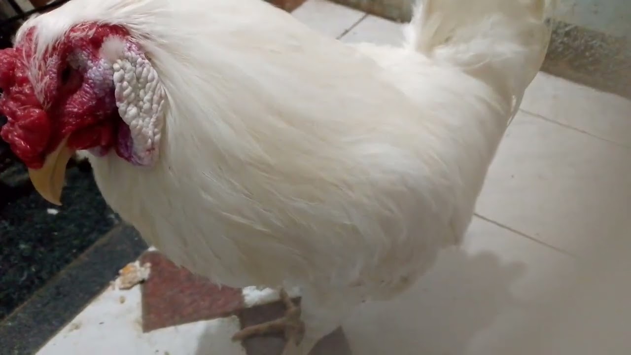 Pet Pon try everything catloves