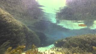 Fish of the Vortex