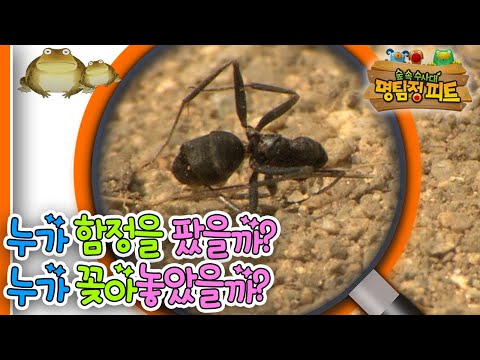 |숲 속 <strong>수사대</strong>|동물|식물|곤충|애니메이션