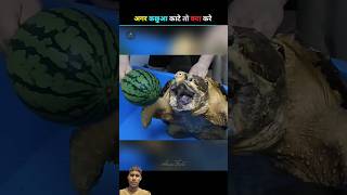क्या होगा अगर कोई कछुआ आपको काट ले 🐢😱 | turtle bite facts | #shorts