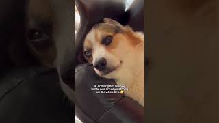 6 times my corgis have startled me