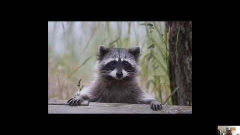 Part 2:1 Introduction to GIS Data Models