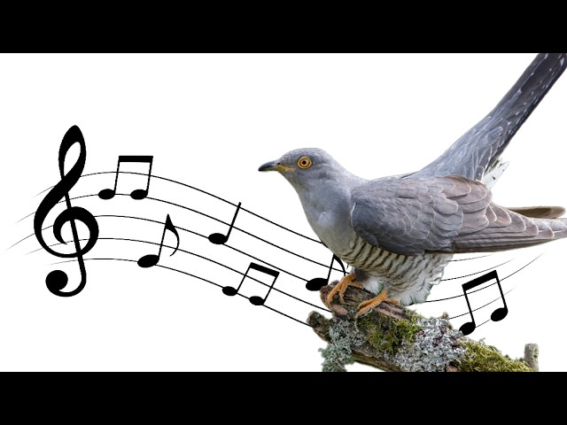 What Kind of Bird Makes a Gurgling Noise: Surprising Facts Revealed