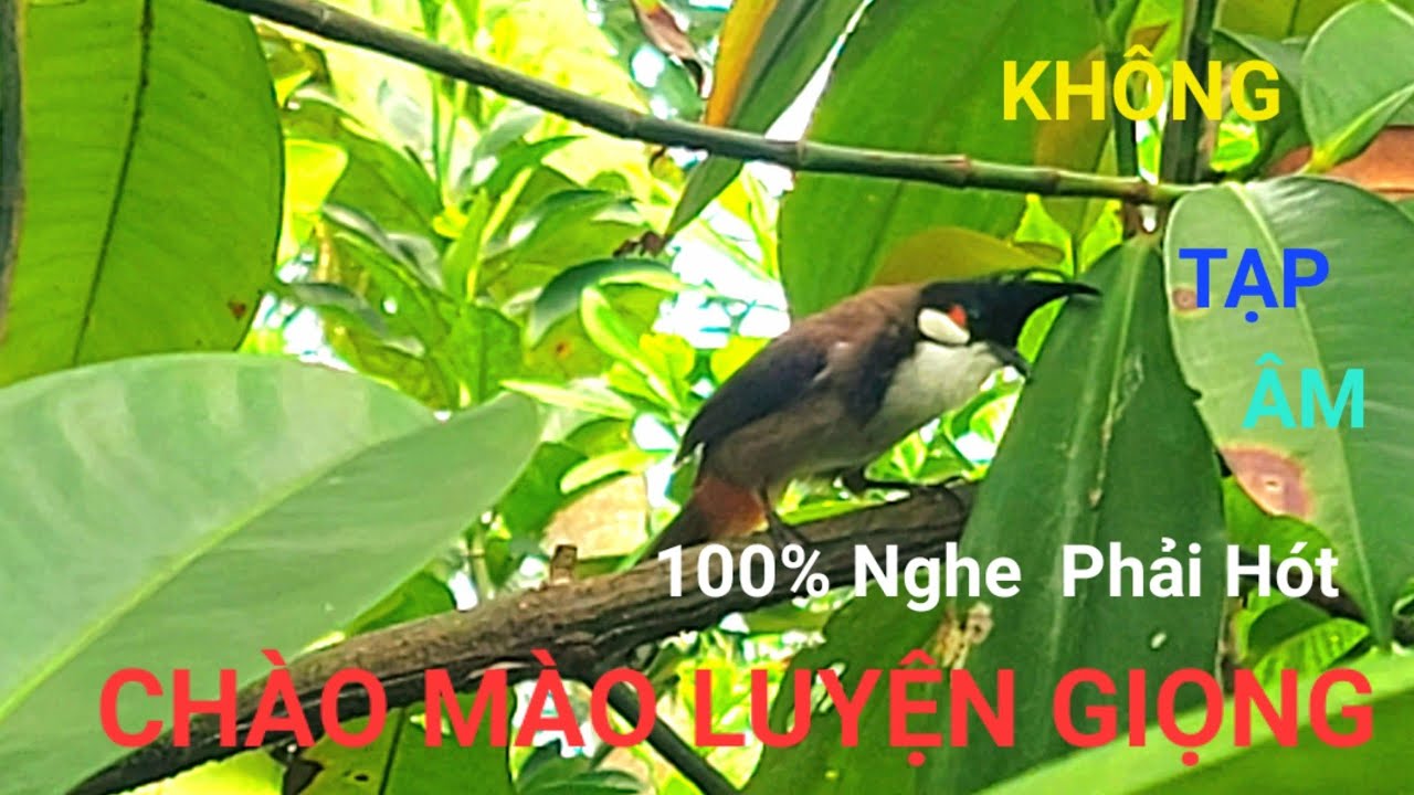 Chào Mào Huế hót hay luyện giọng đẳng cấp, tiếng hót dìu bổi/ Chào Mào Huế 