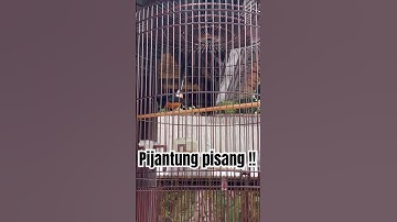 Materi pijantung pisang !! #shorts #shortvideo  #viralvideo #burung #masteran #pancinganmuraibatu