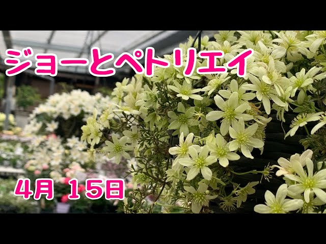 クレマチスカートマニージョーとペトリエイ - YouTube クレマチスカートマニージョーとペトリエイ - YouTube