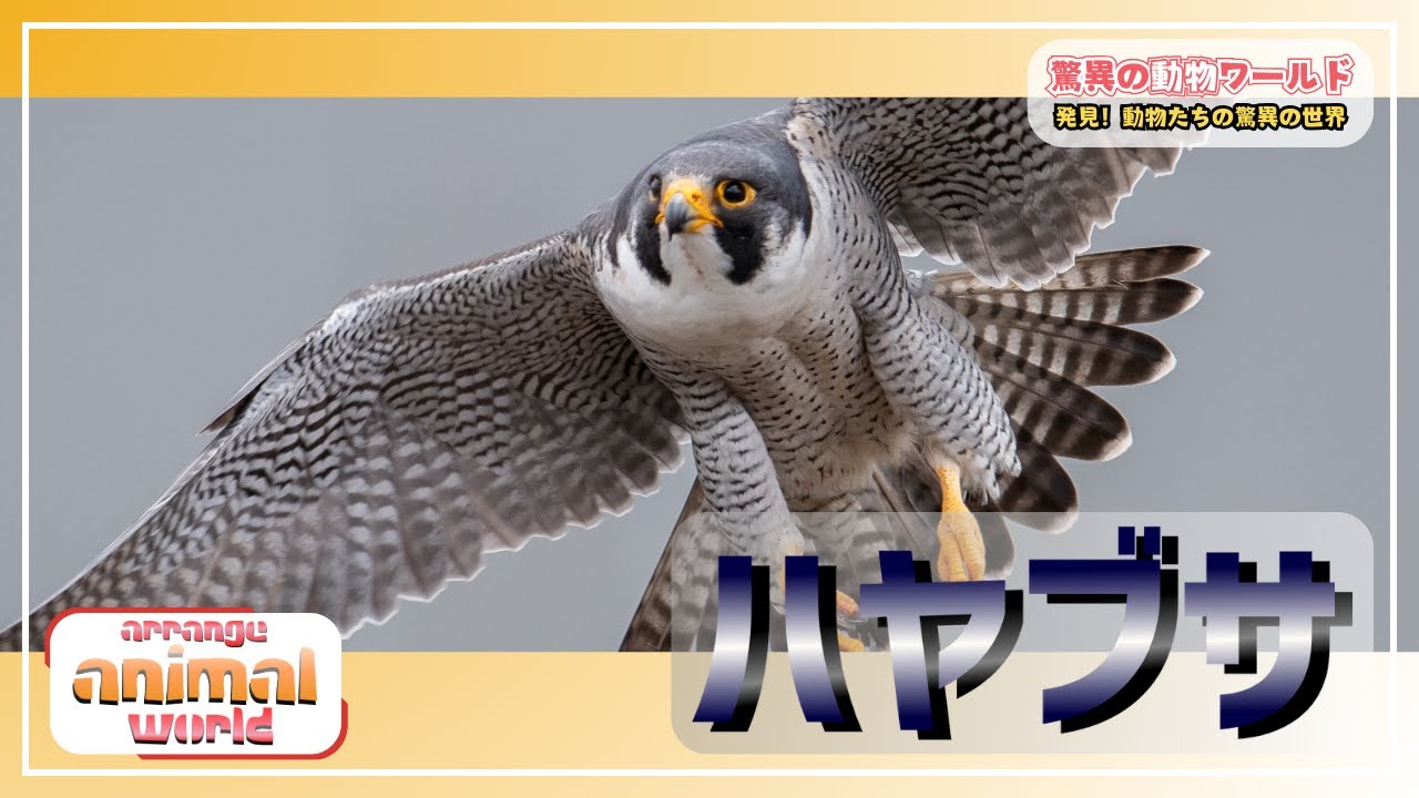 ハヤブサの驚異！世界最速の鳥の秘密とは？🦅💨 - YouTube