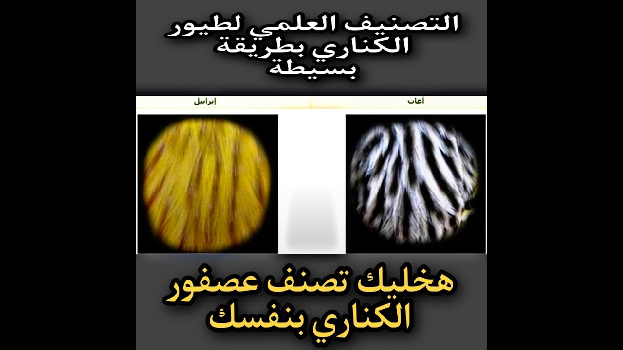 تصنيف طفرات الكناري | افضل تصنيفات للكناري | صنف عصفورك بنفسك