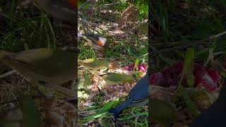 Senegal White Eye | Softbills | Birds #birds #nature #animals #bird