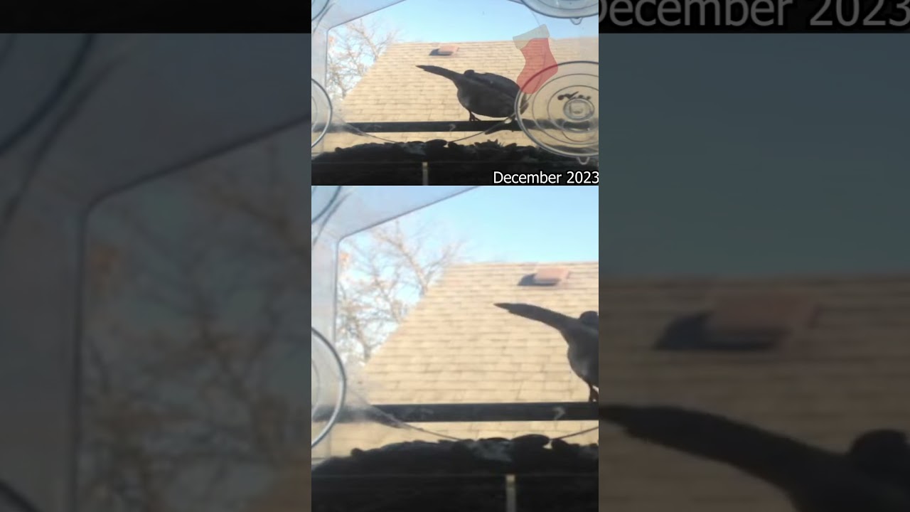 Timelapse Exposé: Palouse's Avian Mirage Chronicles