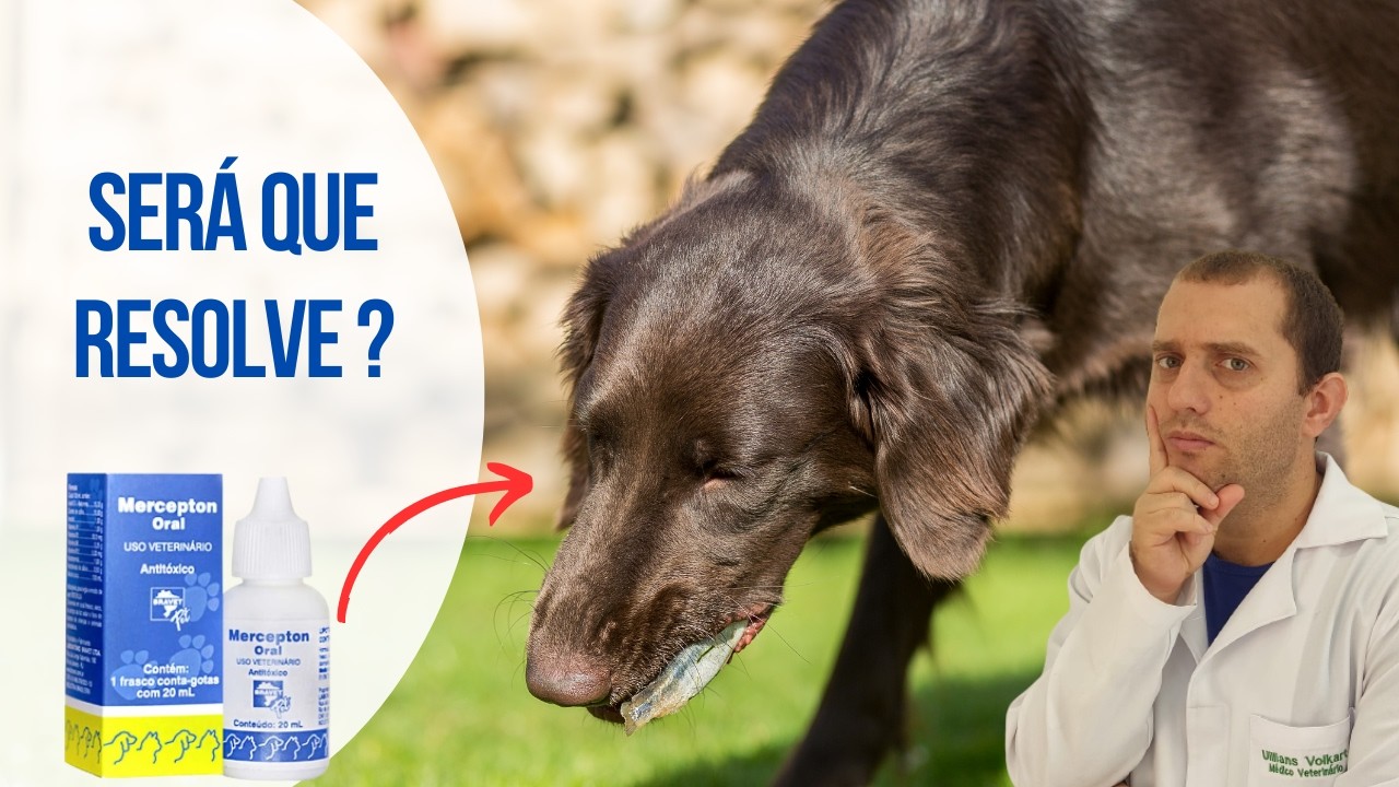Pode dar mercepton para cachorro intoxicado