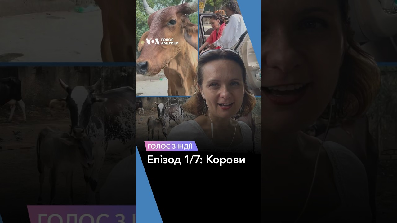#Голос_з_Індії. Епізод 1/7: Корови #голосамерикиукраїнською #shorts