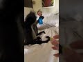 WOW!LOVELY MONKEY.🥰#pet #cat #funny #dog #funnyanimals #cute