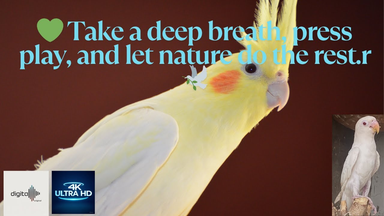 Birds Chirping with Nature Soundscapes, 💚 Take a Deep Breath, Press Play, and let Nature do the Rest