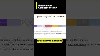 The Promoter: recruiting for Gene Expression