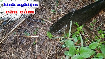Cắm câu cá lóc một vài kinh nghiệm hiệu quả