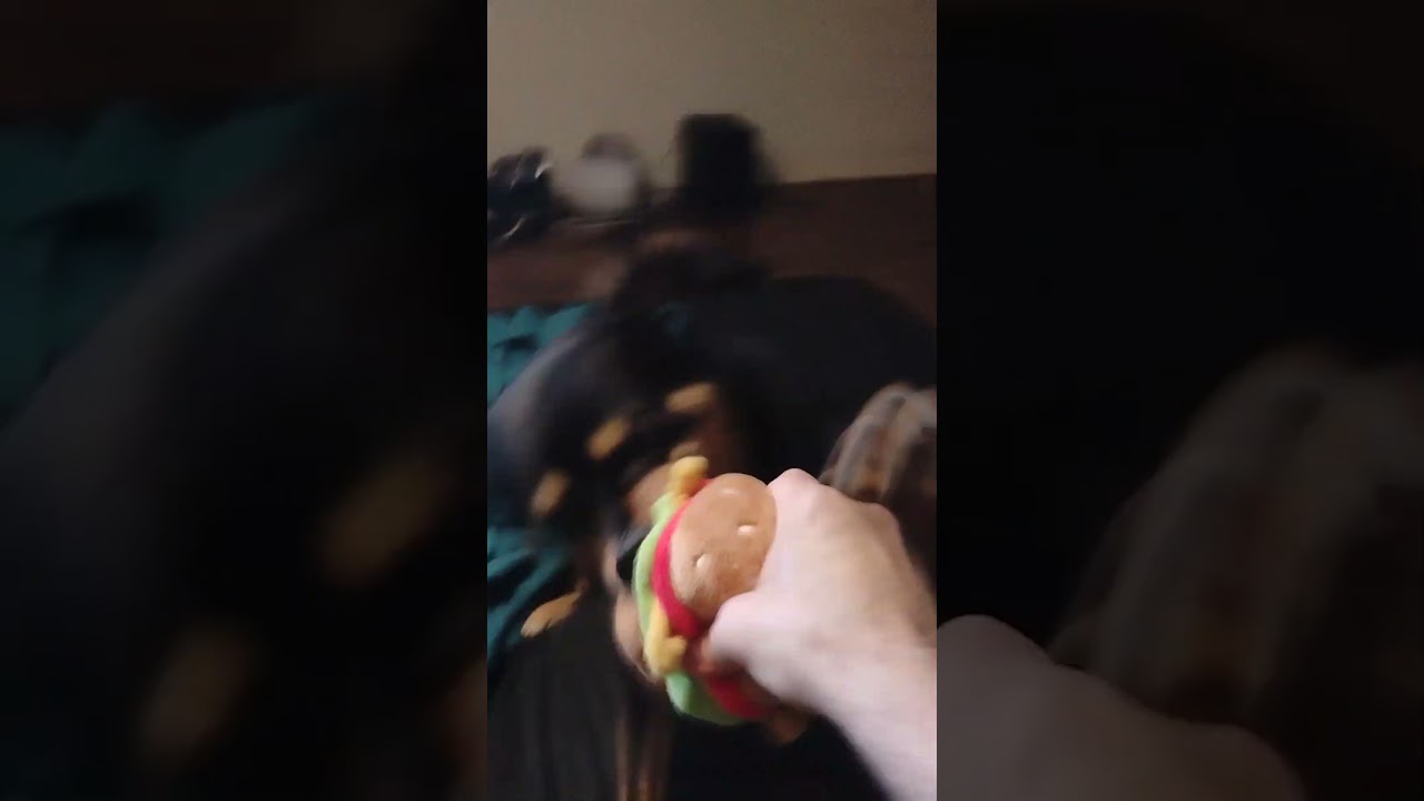 it's puppy play time