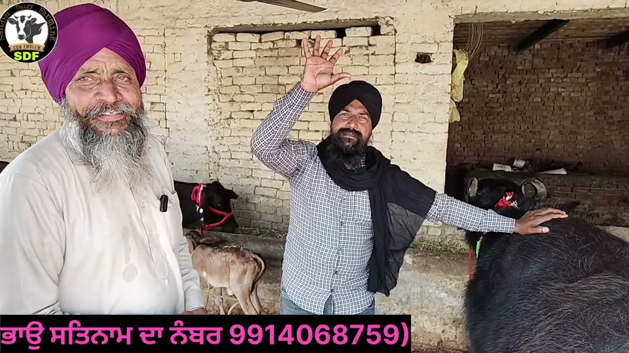 #date(22-02-26)ਭਾਉ ਸਤਿਨਾਮ ਆਗਿਆ ਦੋ ਝੋਟੀਆਂ ਤੋਕੜਾ ਗੱਭਣਾ ਚੈੱਕ ਤਿੰਨ ਵਹਿੜਾ ਤਾਜ਼ੀ ਸੂਈ ਵਿਕਾਊ 
