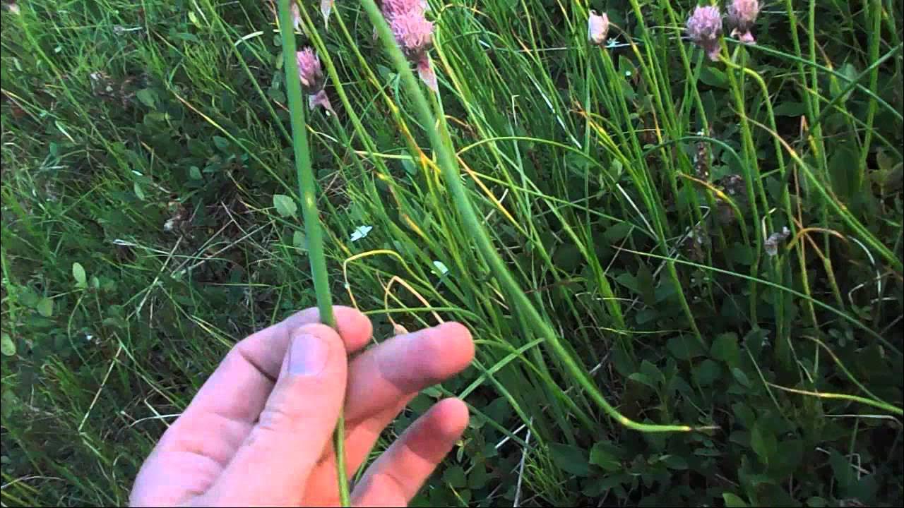 Дикий лук фото и описание РВ Дикий лук - YouTube