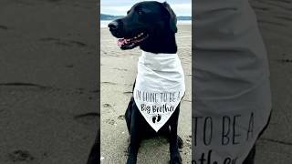 Kennel worker pleads guilty to 1st-degree animal cruelty after dog he kicked dies