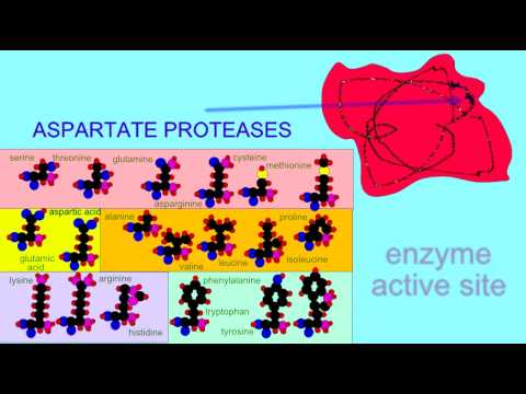 Video: Forskellen Mellem Pepsin Og Protease