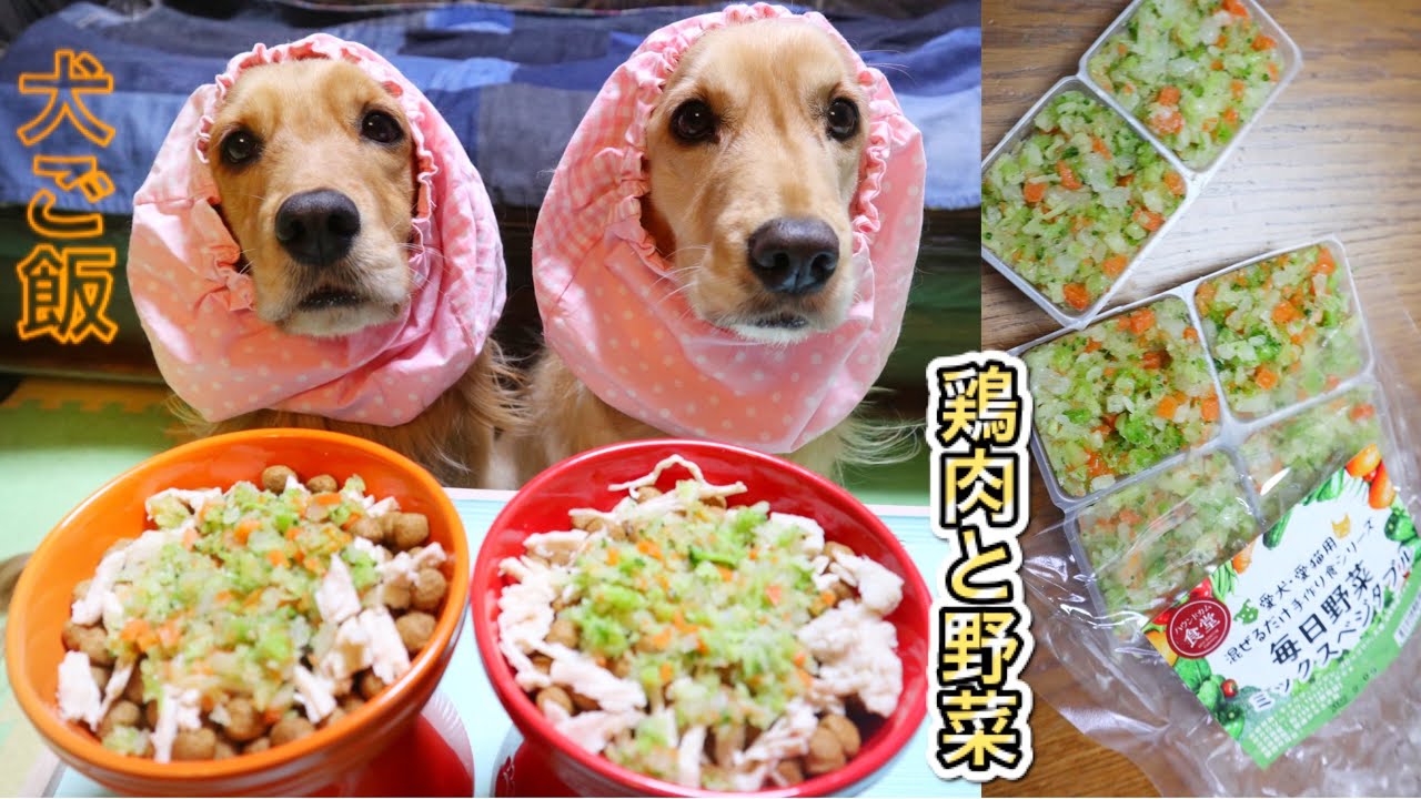 犬ご飯 ドッグフードに鶏肉と野菜をトッピングしたらカリカリぱくぱく夢中で食べてくれました 咀嚼音 Asmr Youtube