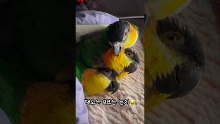 바보앵무새 #shorts #parrot #caique #앵무새 #카이큐 #ズグロシロハラインコ