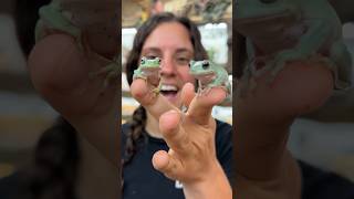 These Tree Frogs are the Cutest🤩🥰