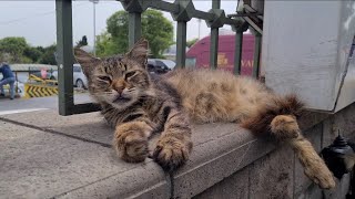 A Fluffy Tabby Cat that will amaze you with its cuteness.