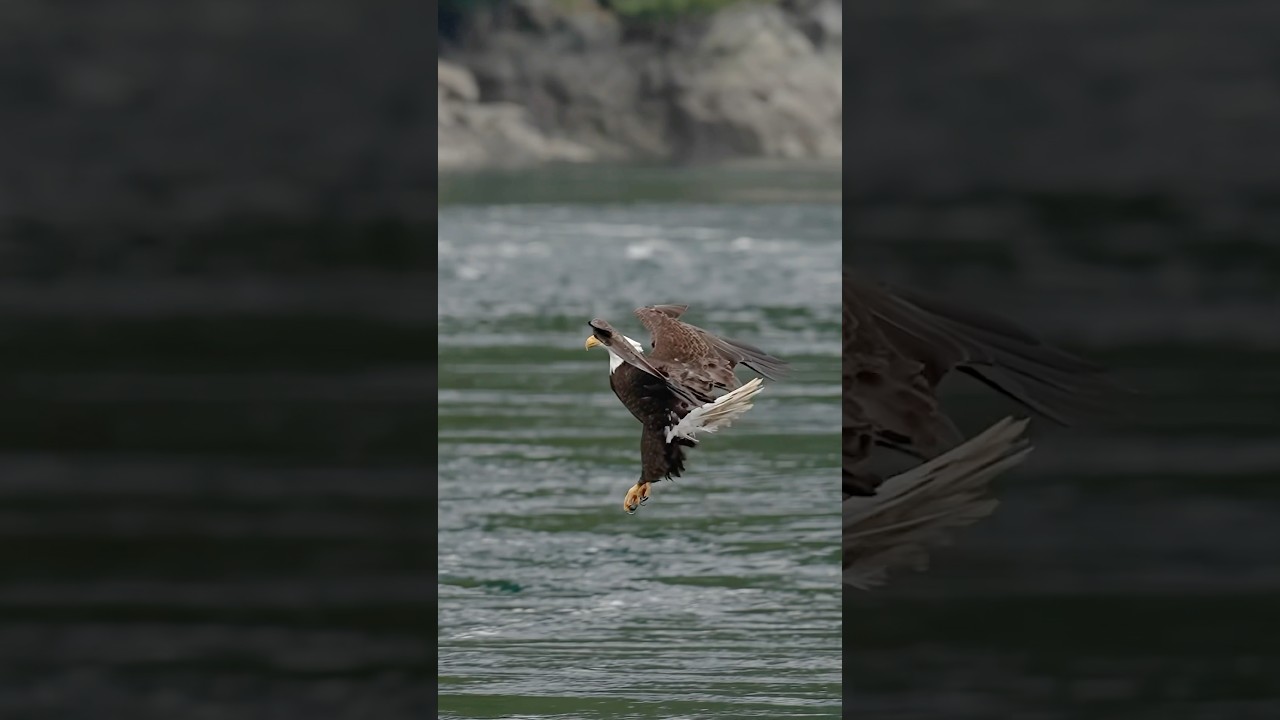 She Owns the Sky - Watch This Eagle's Precision Strike - YouTube