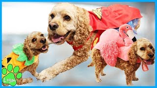 Dog Reacts To Halloween Costume Haul I Logan The Adventure Dog by Logan The Adventure Dog 50,647 views 4 years ago 14 minutes, 24 seconds