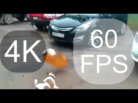 Собака и кега 4K 60FPS