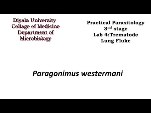 Video: Vad är paragonimus westermanis infektionsstadium?