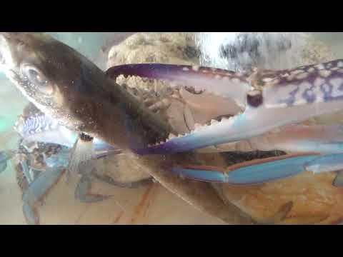 ワタリガニ飼育動画 学名タイワンガザミが 魚を奪い合いながら食べるシーン 大きなハサミは飾りではなく 魚を引き千切るほど強烈な力があります これに挟まれると痛いのでご注意を Youtube ワタリガニ飼育動画 学名タイワンガザミが 魚を奪い合いながら食べるシーン 大きなハサミは飾りではなく 魚を引き千切るほど強烈な力があります これに挟まれると痛いのでご注意を Youtube