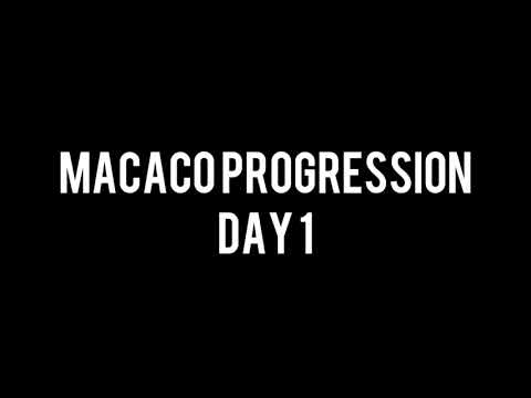 Macaco Progression | Day 1
