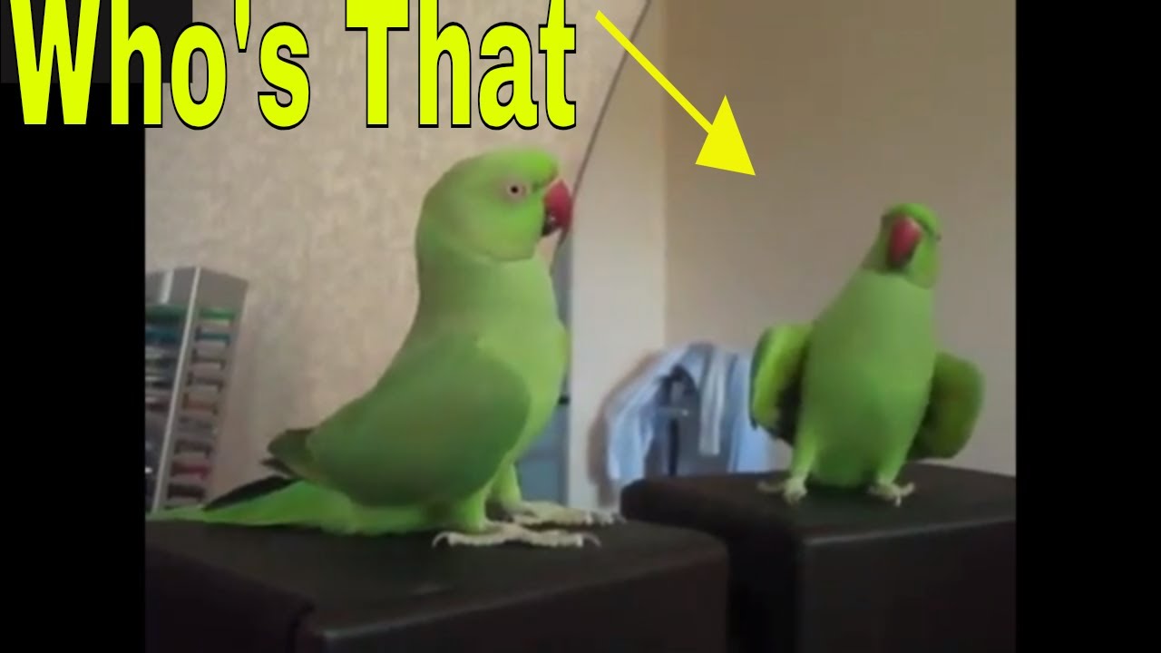 Birds Funny Reactions In Mirrors YouTube