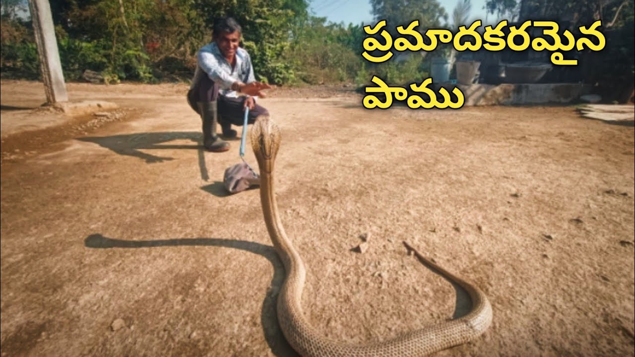 నాగుపాము Rescue || Village Snake Rescue ||Cobra Catching