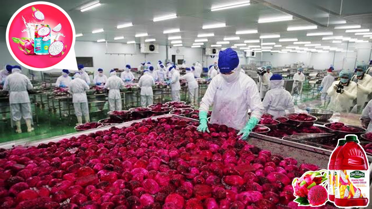 How Dragon fruits juice is made in a factory Dragon Fruit Farming and