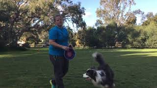 3 throws 3 catches canine disc