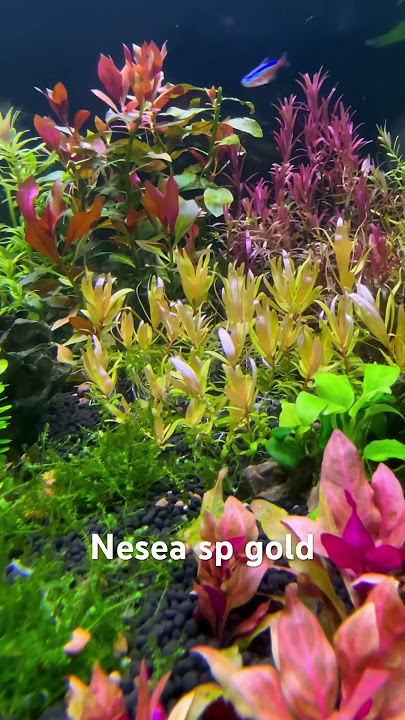 Nesea sp gold #aquarium #fish #poisson #aquariumdesign #aquariumplants #neseaspgold #fishcontent